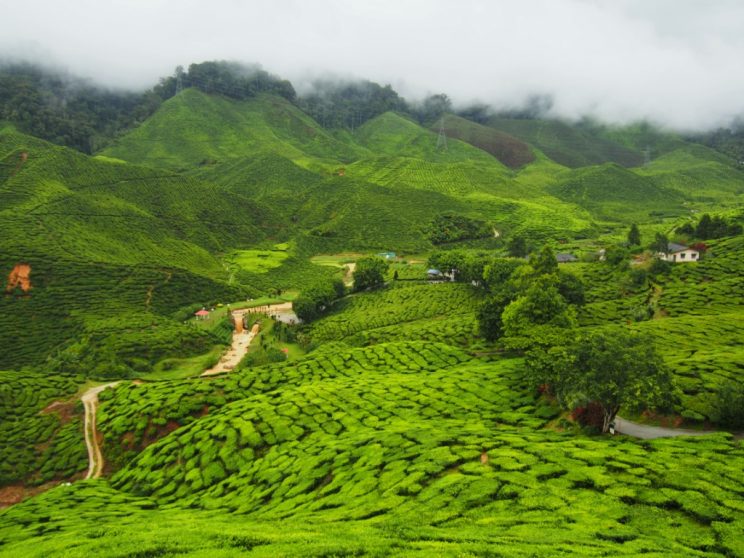 Plantations de thé Cameron Highlands Malaisie smilingandtraveling