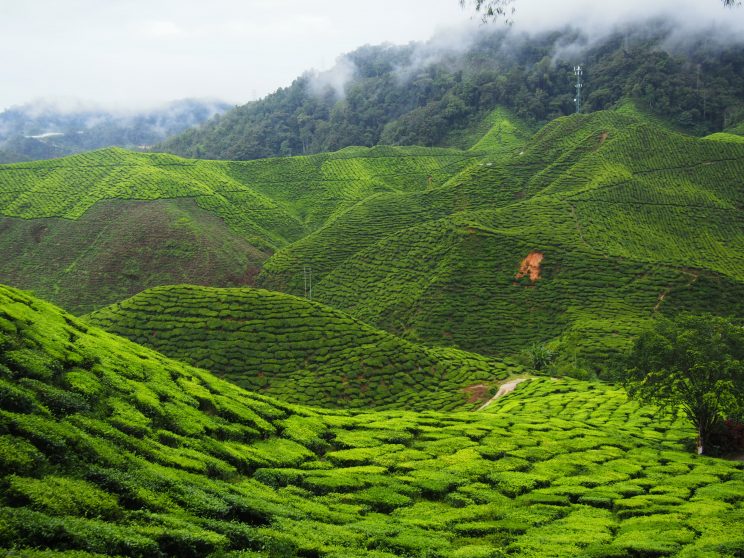 Bharat Tea Plantations Cameron Highlands Malaisie smilingandtraveling