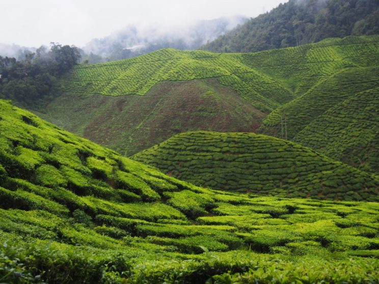 Plantation de thé Cameron Highlands Malaisie smilingandtraveling
