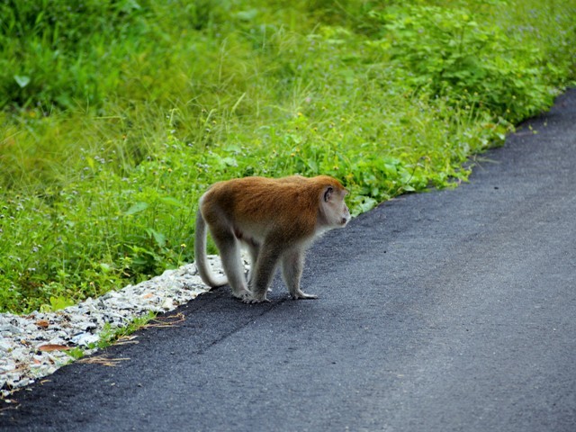 Monkey, pangkor island