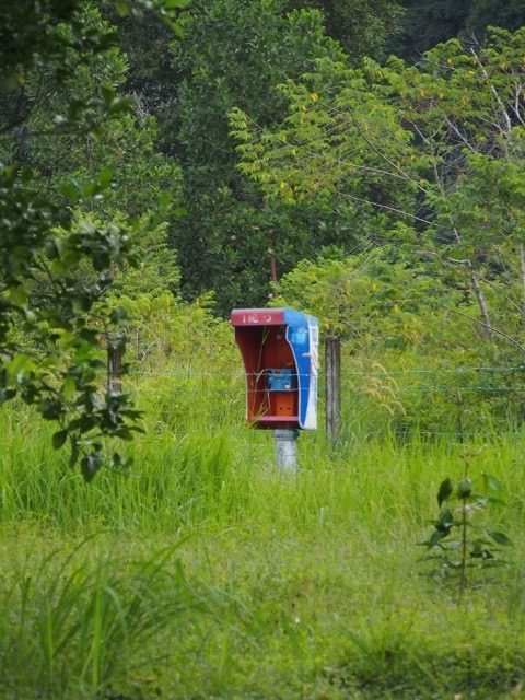 Cabine téléphonique dans la jungle