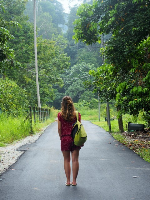 Jungle luxuriante sur l'île de Pangkor - blog voyage