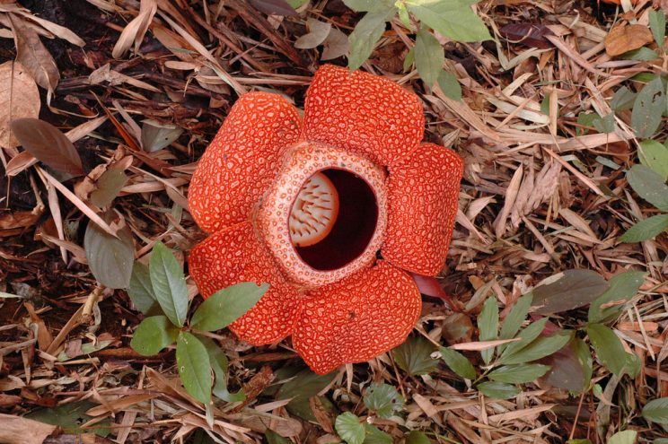 Rafflesia plus grande fleur du monde smilingandtraveling