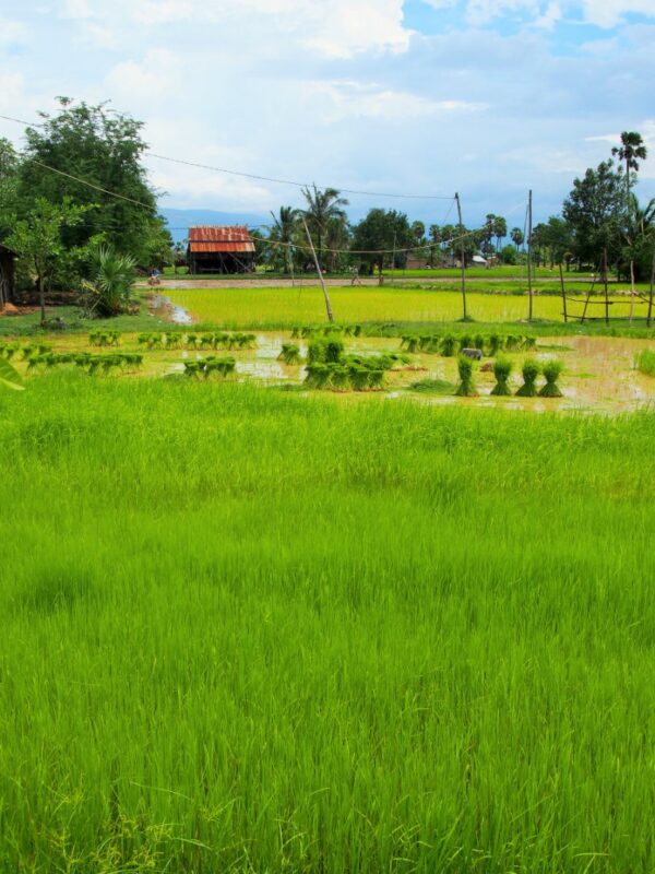 rizières kep kampot cambodge