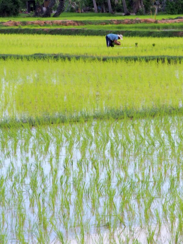 rizières kep kampot cambodge