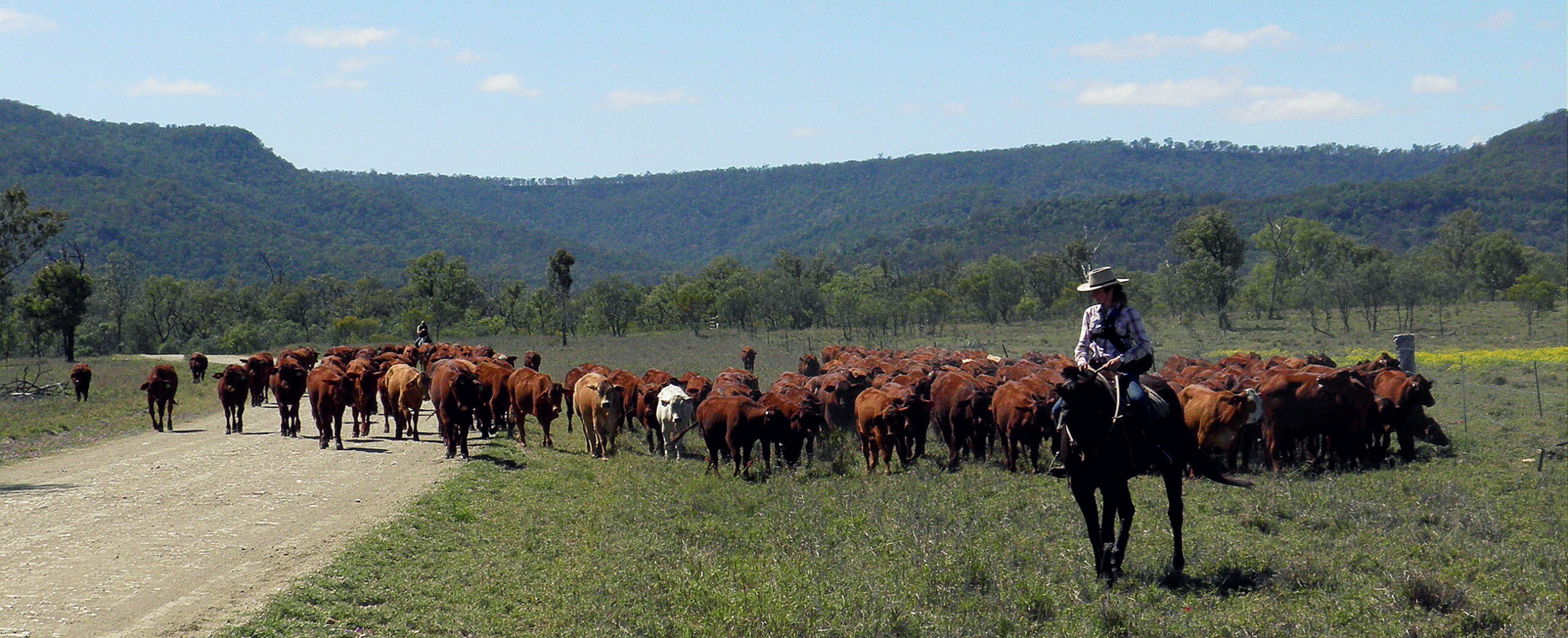 Alice sur un cheval guidant un troupeau en australie