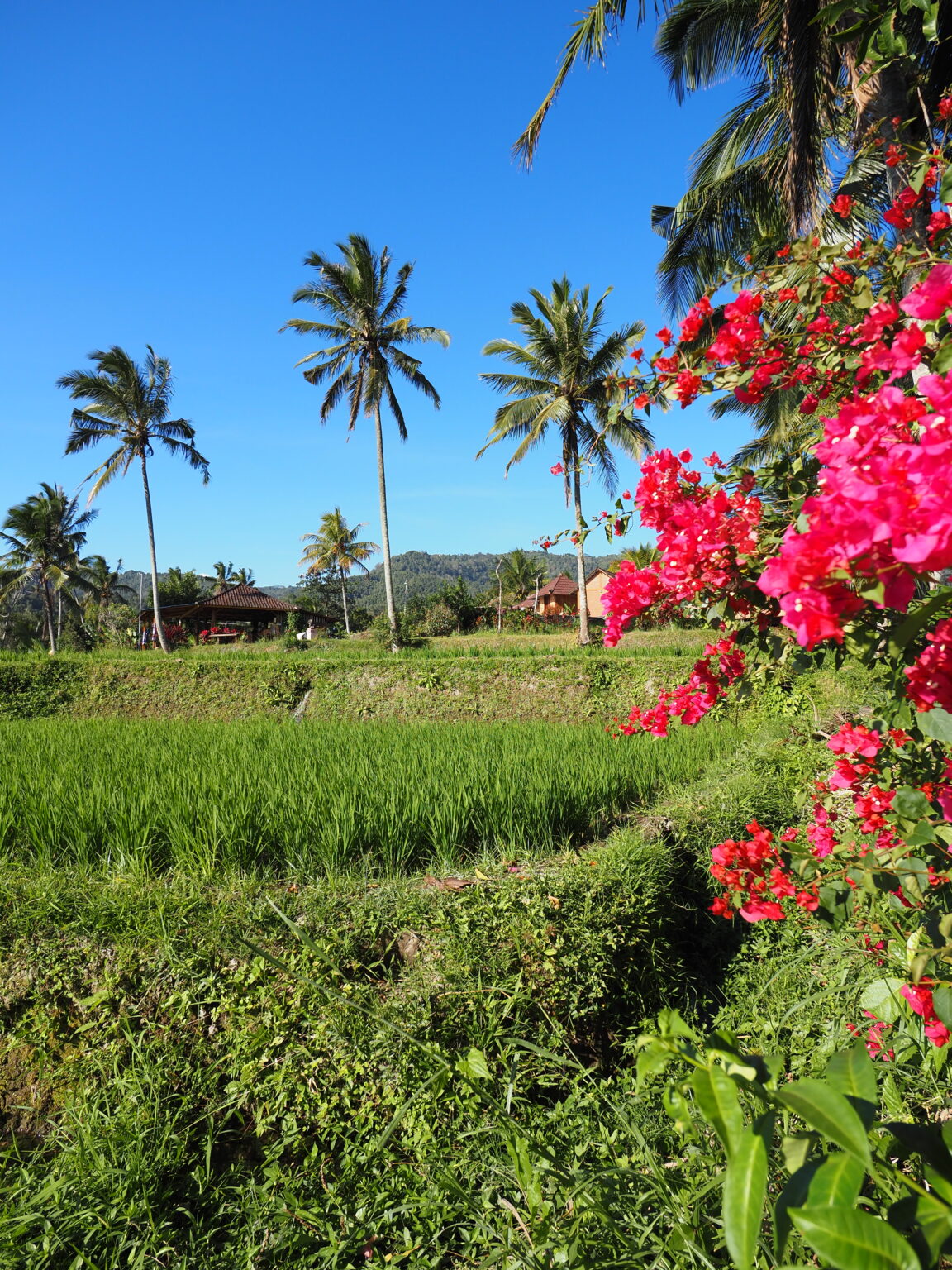 Que Faire Munduk Bali Coup De Coeur Pour Cette R gion Que Faire Munduk Bali Coup De Coeur Pour Cette R gion