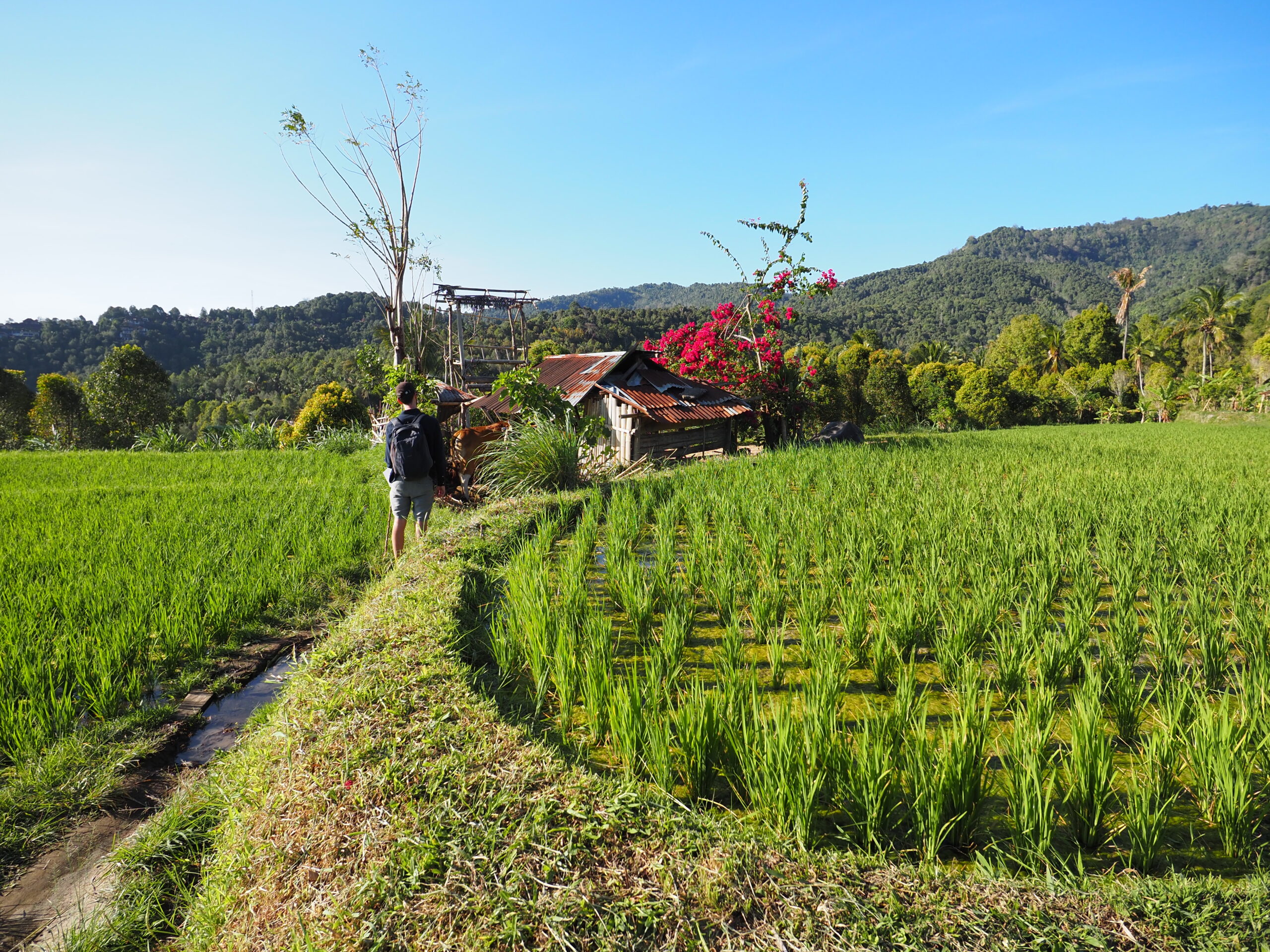 Balade à pied au milieu des rizières à Munduk