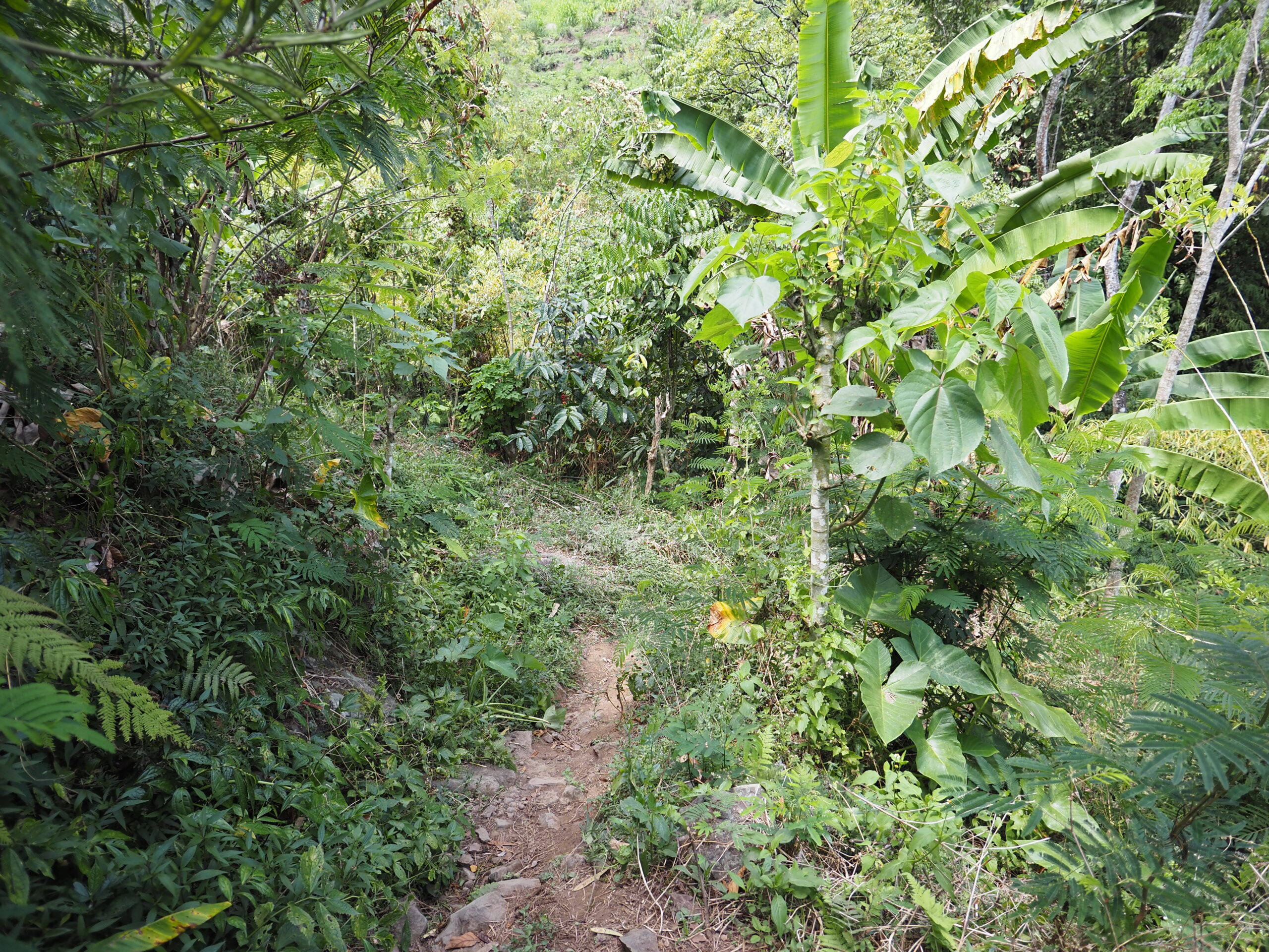 chemin à suivre, randonnée des 3 cascades Munduk, Bali