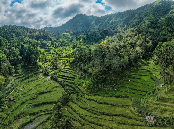 stunning rice terraces in bali indonesia