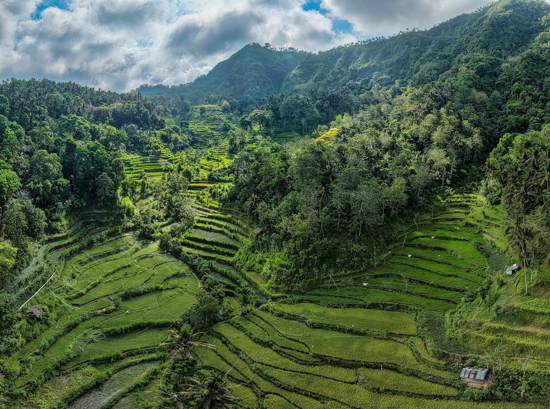 stunning rice terraces in bali indonesia